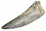 Dinosaur-Eating Crocodile (Sarcosuchus) Tooth - Niger #241068-1